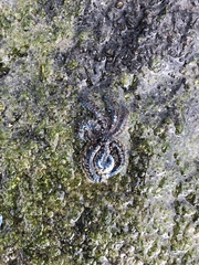 Coscinasterias muricata