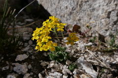 Draba lemmonii