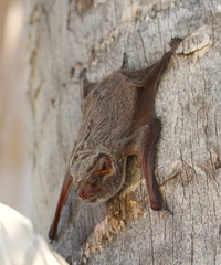 Taphozous mauritianus
