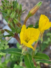 Oenothera parviflora