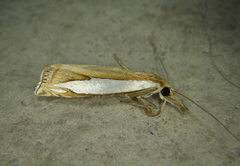 Crambus watsonellus