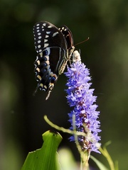 Papilio palamedes