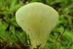 Hohenbuehelia angustata