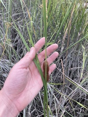Typha angustifolia