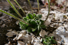 Draba lemmonii