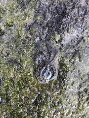 Coscinasterias muricata