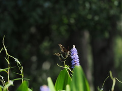 Papilio palamedes