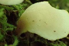 Hohenbuehelia angustata