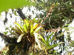 Tillandsioideae