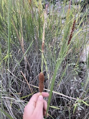 Typha angustifolia