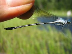 Lestes eurinus