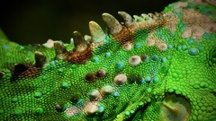 Iguana iguana