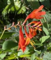Crocosmia paniculata