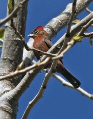 Coryphospingus cucullatus