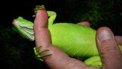 Iguana iguana