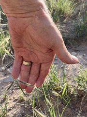 Bouteloua gracilis