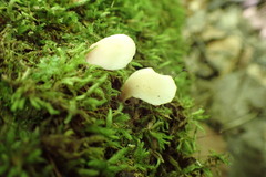 Hohenbuehelia angustata
