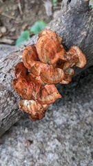 Trametes coccinea
