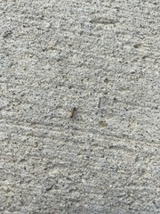Formica pallidefulva