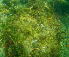 Platycephalus laevigatus