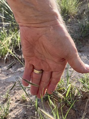 Bouteloua gracilis
