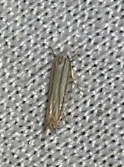 Polyhymno luteostrigella