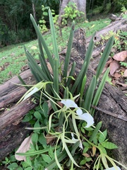 Brassavola nodosa