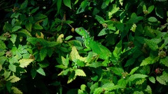 Iguana iguana