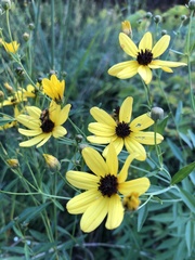 Coreopsis tripteris