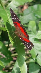 Anartia amathea