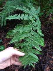 Athyrium filix-femina
