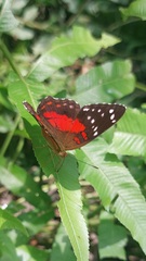 Anartia amathea