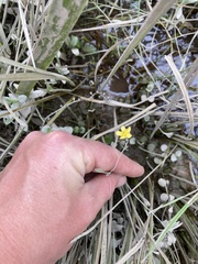 Ranunculus flammula