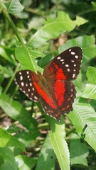 Anartia amathea