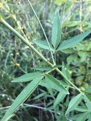 Coreopsis tripteris