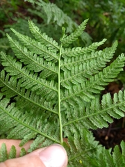 Athyrium filix-femina