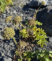 Angelica hendersonii