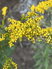 Solidago ulmifolia