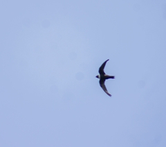 Streptoprocne zonaris