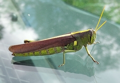 Schistocerca obscura