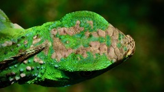 Iguana iguana