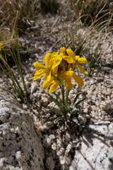 Erysimum perenne