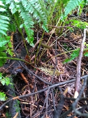Athyrium filix-femina