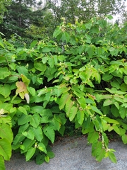 Reynoutria sachalinensis