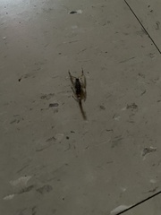Centruroides vittatus