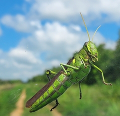 Schistocerca obscura