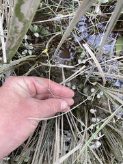 Ranunculus flammula