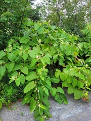 Reynoutria sachalinensis