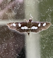 Desmia funeralis