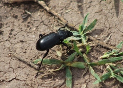 Calosoma